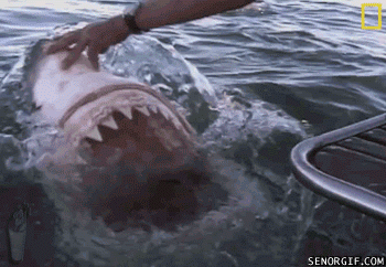 Terrifyingly Shark GIFs (16 gifs)
