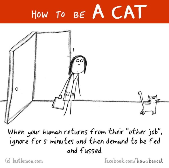 Everything You Need To Know About How To Be A Cat (25 pics)