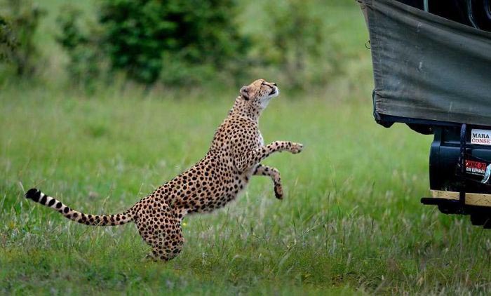 That Awkward Moment When A Cheetah Jumps In Your Jeep (4 pics)