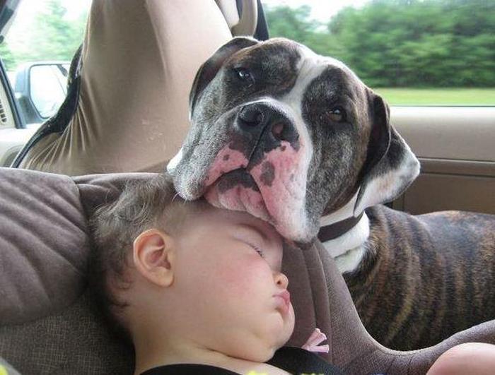 Dogs Are The Greatest Source Of Unconditional Love (27 pics)