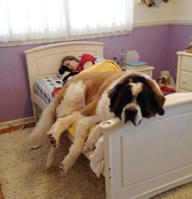 Dogs Are The Greatest Source Of Unconditional Love (27 pics)