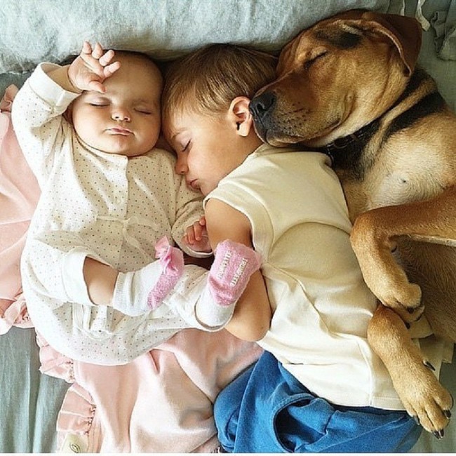 Dogs Are The Greatest Source Of Unconditional Love (27 pics)