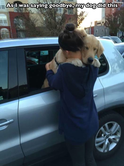 Dogs Are The Greatest Source Of Unconditional Love (27 pics)