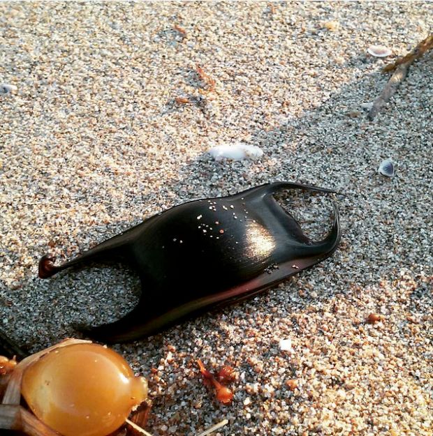 Mermaid Purses Are Cool But Terrifying (10 pics)