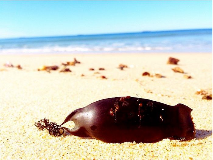 Mermaid Purses Are Cool But Terrifying (10 pics)