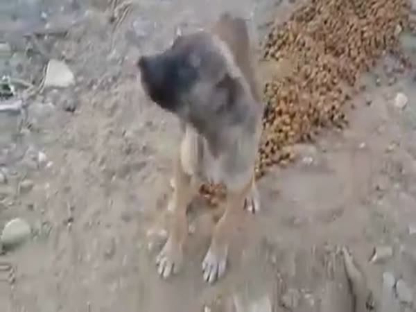 Starved Puppy Finally Finds Food