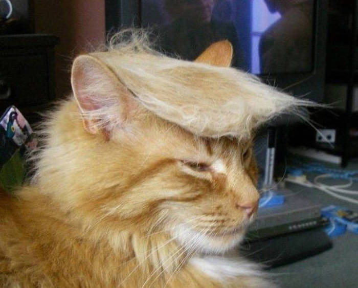 Donald Trump Cats Are The Next Big Thing (18 pics)