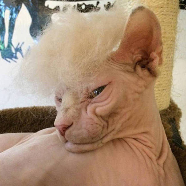 Donald Trump Cats Are The Next Big Thing (18 pics)