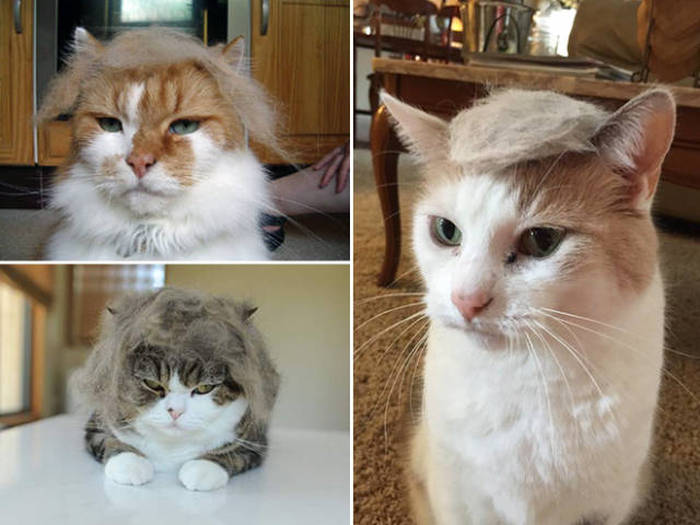 Donald Trump Cats Are The Next Big Thing (18 pics)