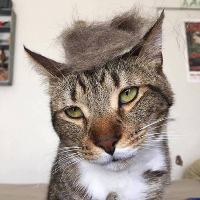Donald Trump Cats Are The Next Big Thing (18 pics)