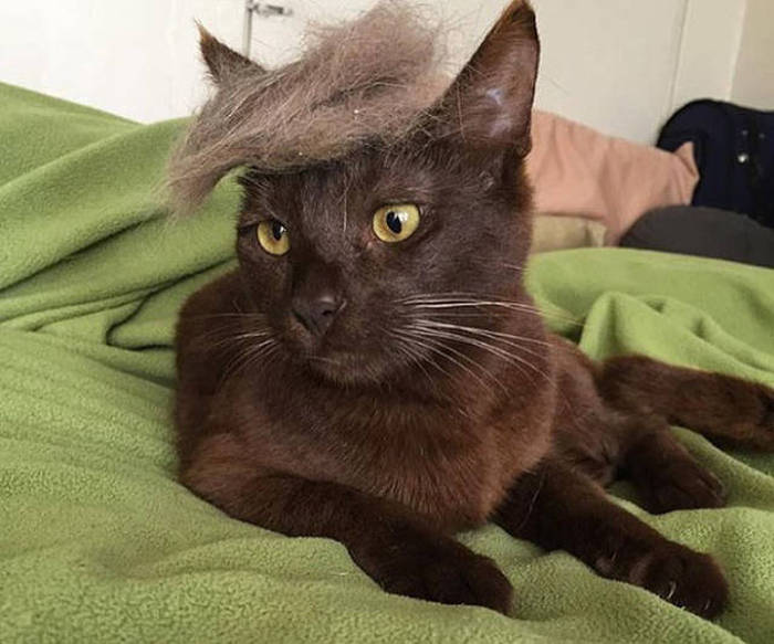 Donald Trump Cats Are The Next Big Thing (18 pics)