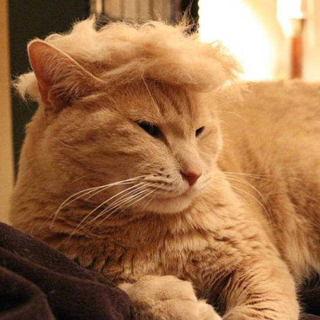 Donald Trump Cats Are The Next Big Thing (18 pics)