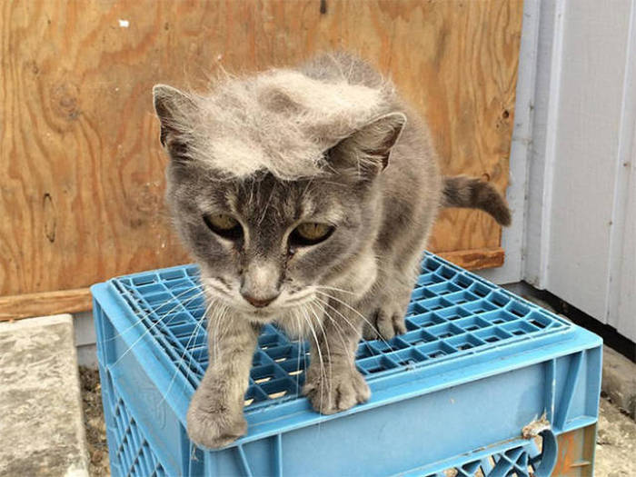 Donald Trump Cats Are The Next Big Thing (18 pics)