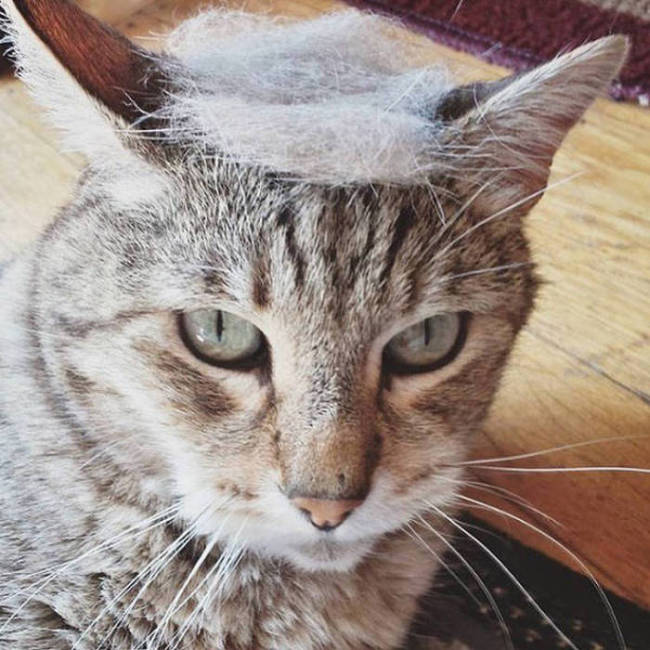Donald Trump Cats Are The Next Big Thing (18 pics)