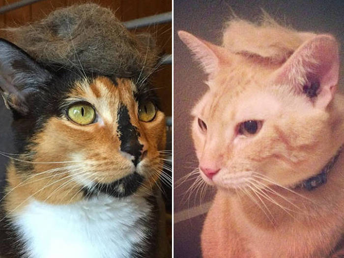 Donald Trump Cats Are The Next Big Thing (18 pics)