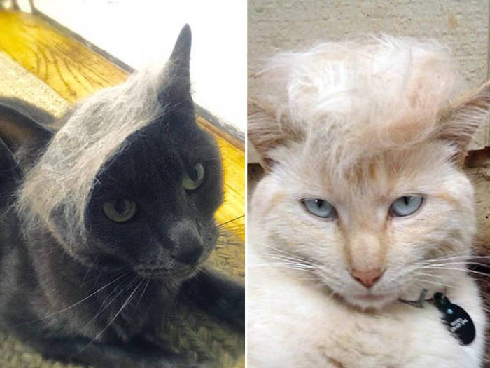 Donald Trump Cats Are The Next Big Thing (18 pics)