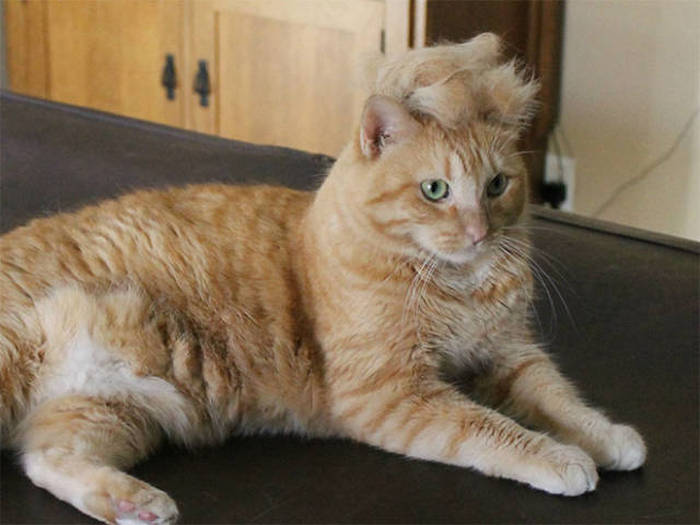 Donald Trump Cats Are The Next Big Thing (18 pics)