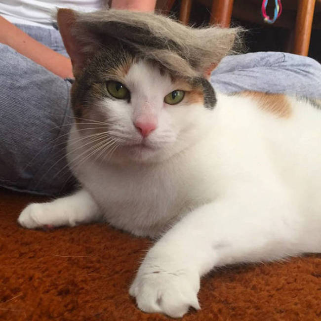 Donald Trump Cats Are The Next Big Thing (18 pics)