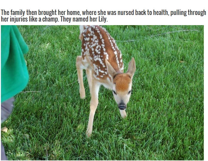 This Family Saved An Injured Deer And Raised Her As Their Own (8 pics)