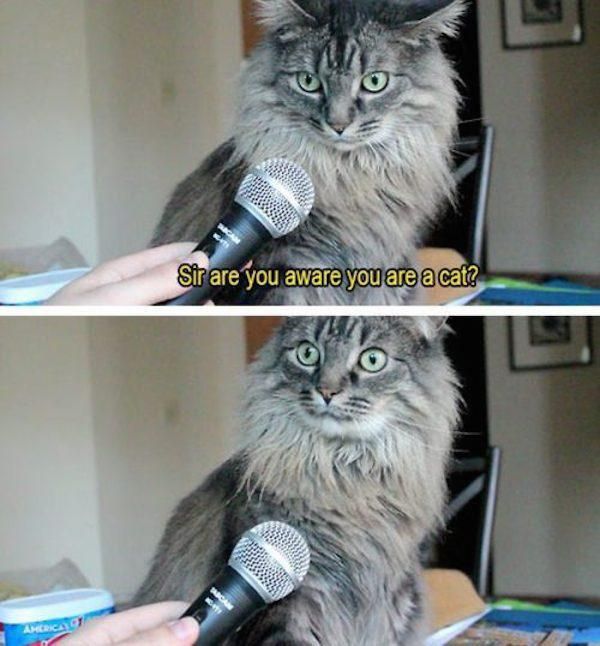 Memes That Are Guaranteed To Make Your Day (40 pics)
