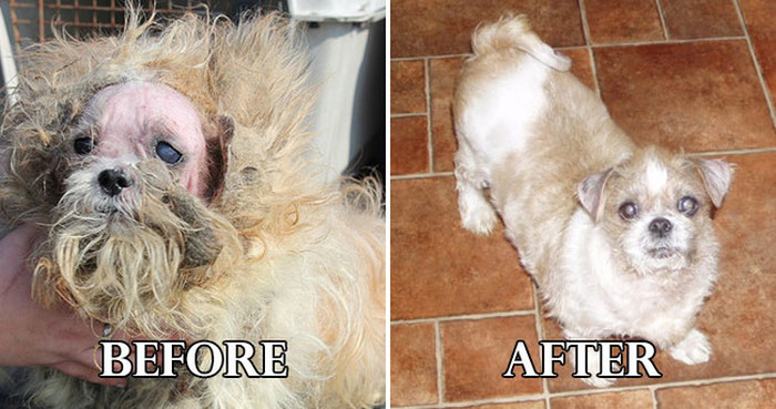 20 Unbelievable Before And After Shelter Dog Makeover Photos (20 pics)
