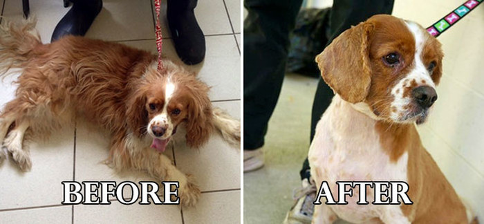 20 Unbelievable Before And After Shelter Dog Makeover Photos (20 pics)