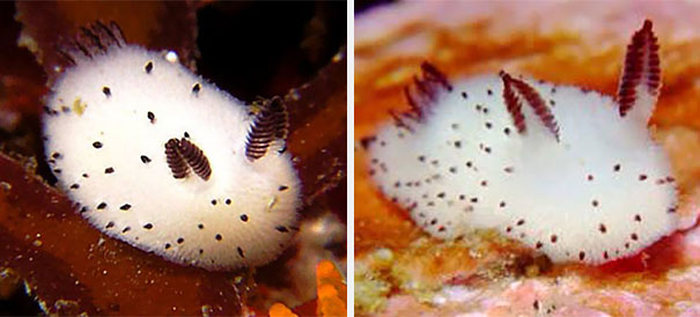 Japan Is Going Crazy Over These Furry Sea Slugs That Look Like Rabbits (7 pics)