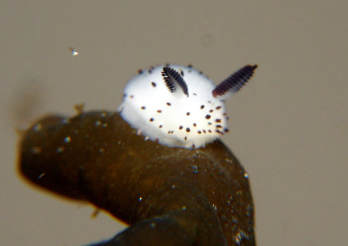 Japan Is Going Crazy Over These Furry Sea Slugs That Look Like Rabbits (7 pics)