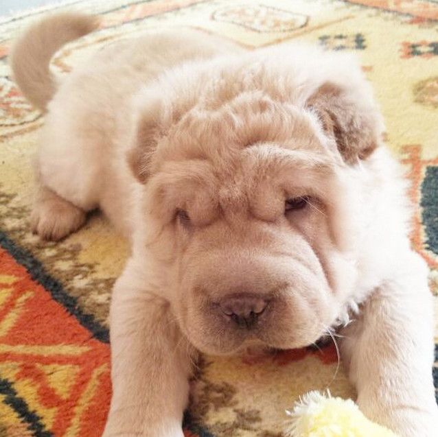 The Shar-Pei Is An Adorable Breed Of Dog (23 pics)