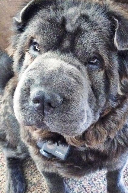 The Shar-Pei Is An Adorable Breed Of Dog (23 pics)