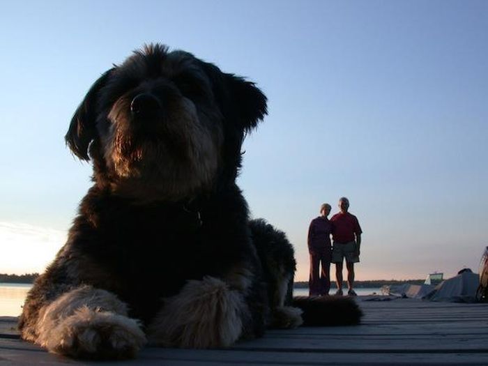 These Pictures Make Normal Sized Dogs Look Like Giants (17 pics)