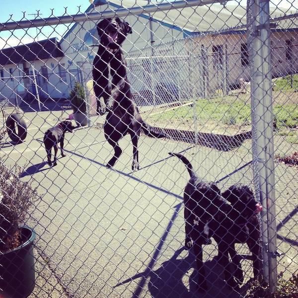 These Pictures Make Normal Sized Dogs Look Like Giants (17 pics)