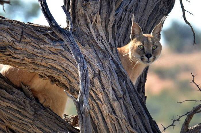 Desperate Cat Leaps Through Trees To Escape A Lynx (4 pics)