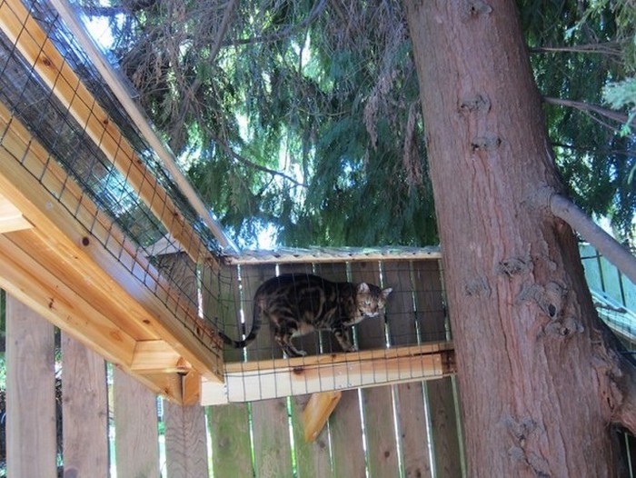 They Found The Perfect Way To Let Their Indoor Cats Play Outside (8 pics)