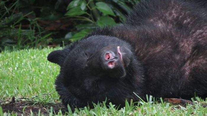 Massive Black Bear Passes Out On The Lawn After Eating 20 Pounds Of Dog Food (3 pics)