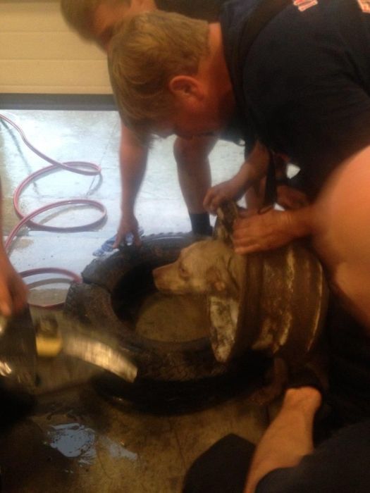 Firefighters Rescue Dog That Got Its Head Stuck In A Wheel (20 pics)