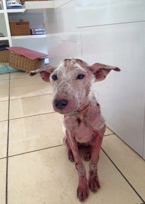 This Homeless Dog Wandered The Streets For Years Until It Was Rescued  (15 pics)