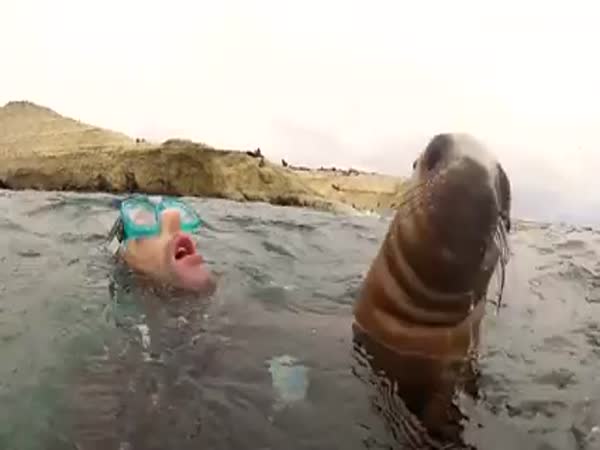 Diver And Seal
