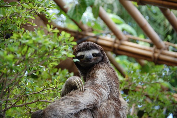 Fun And Interesting Facts About Sloths (17 pics)
