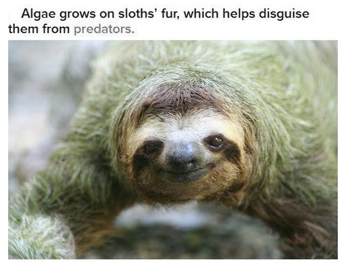 Fun And Interesting Facts About Sloths (17 pics)