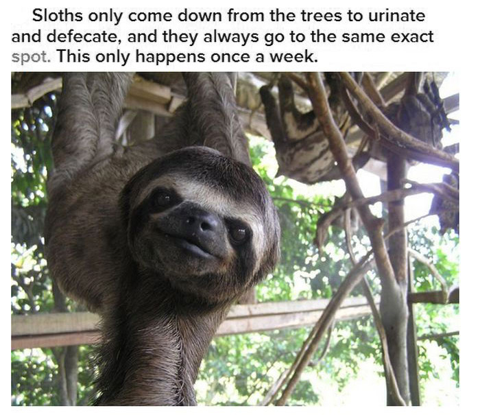 Fun And Interesting Facts About Sloths (17 pics)