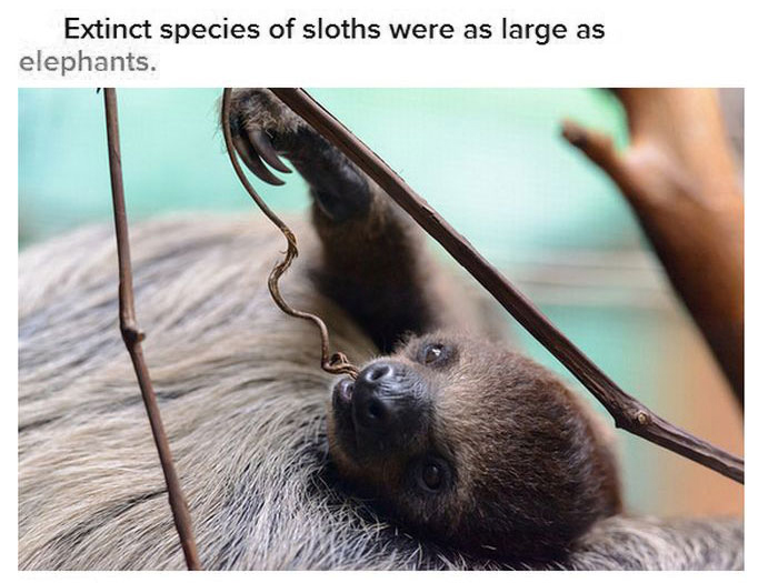 Fun And Interesting Facts About Sloths 17 Pics