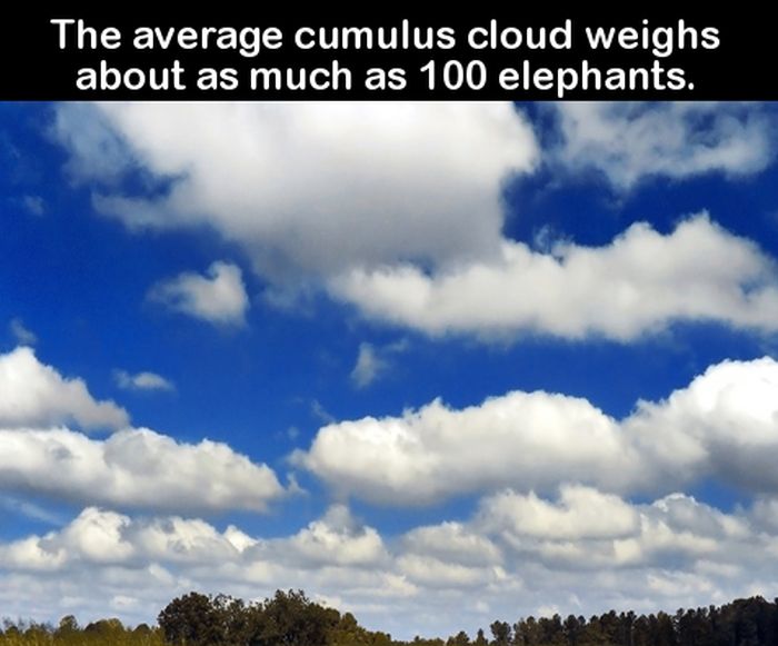 Fun Facts To Help You Up Your Knowledge Game (18 pics)