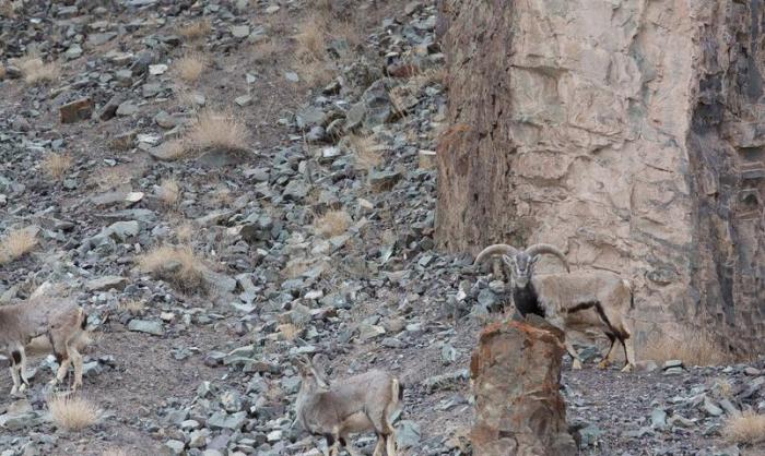 Can You Find The Leopard In This Picture? (5 pics)