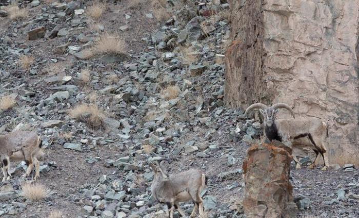 Can You Find The Leopard In This Picture? (5 pics)