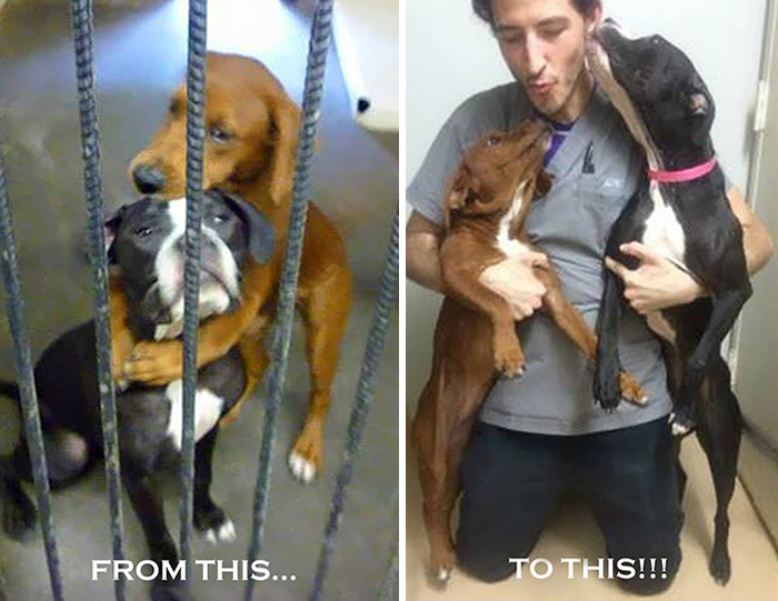 Photo Of Two Shelter Dogs Hugging Saves Them Both From Euthanasia (2 pics)