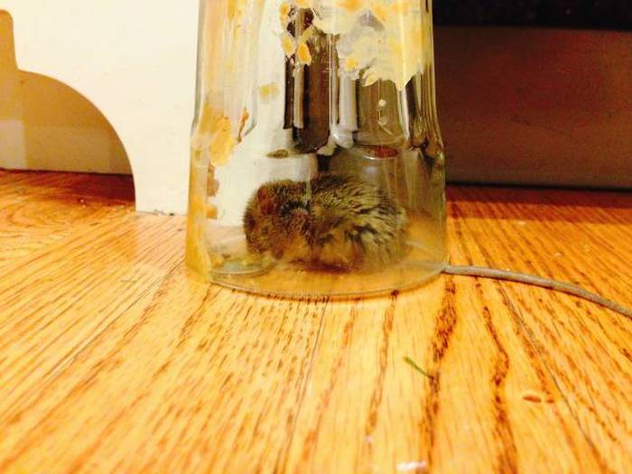 The Simplest And Safest Way To Catch A Mouse (3 pics)