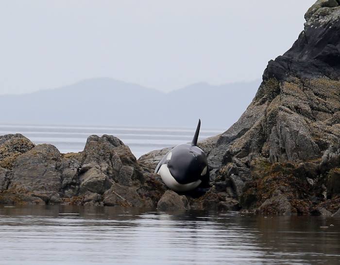 Beached Orca Whale Saved By Brave Volunteers (4 pics + video)