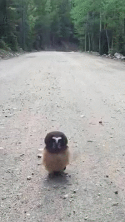 Rebellious Owl Gets Confronted By Police After Jaywalking (3 pics)