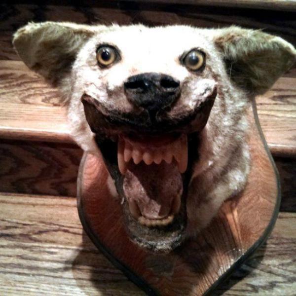 Taxidermied Animals That Will Make You Say WTF? (30 pics)